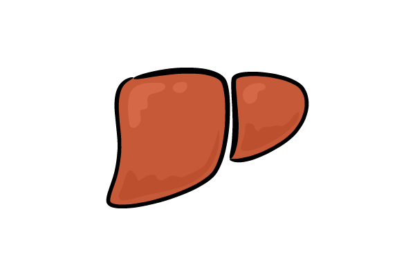 肝臓のイラスト